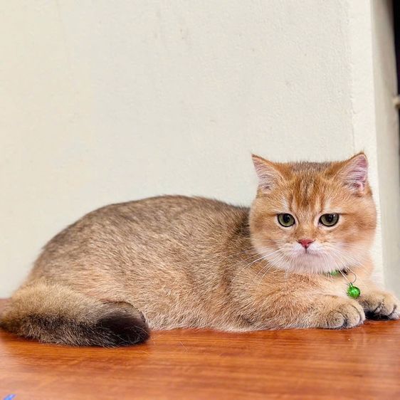 แมวมันช์กิ้น