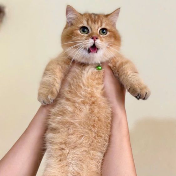 แมวมันช์กิ้น รูปที่ 7