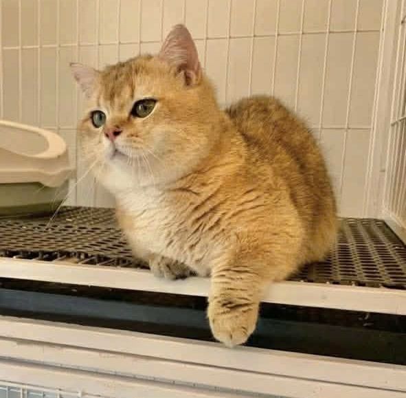 แมวมันช์กิ้น รูปที่ 9