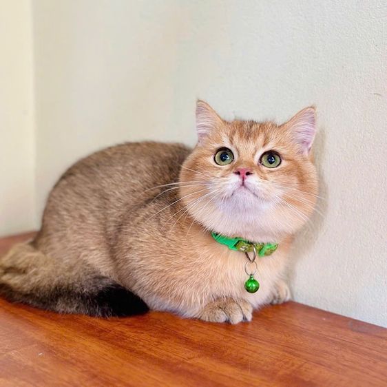 แมวมันช์กิ้น รูปที่ 5