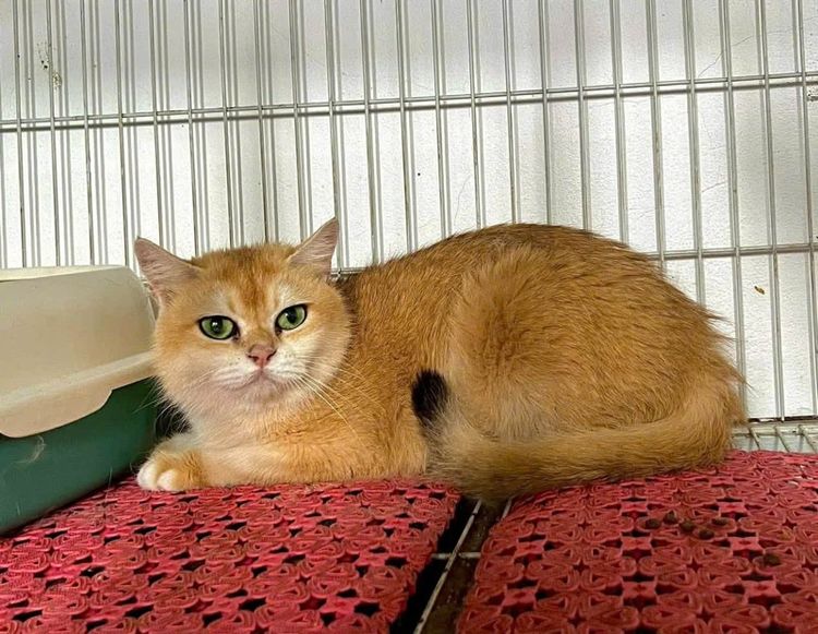 แมวมันช์กิ้น รูปที่ 8