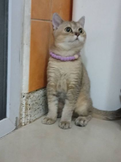 สก็อตติช โฟลด์ (Scottish Fold) น้องแมวสก็อตติช เพศผู้ อายุ5เดือน