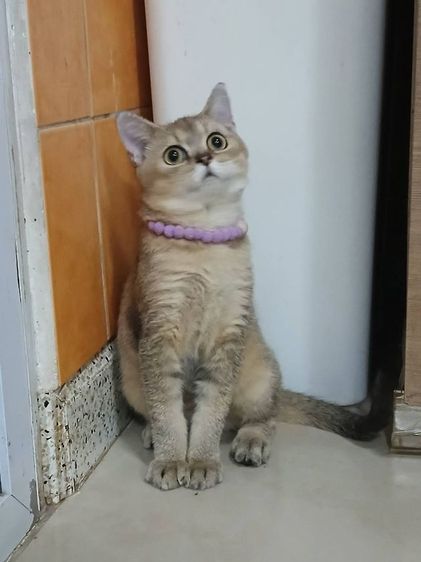 น้องแมวสก็อตติช เพศผู้ อายุ5เดือน รูปที่ 6