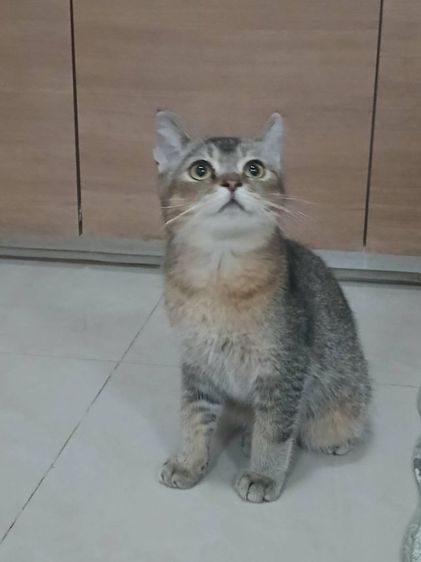 น้องแมวสก็อตติช เพศผู้ อายุ5เดือน รูปที่ 2