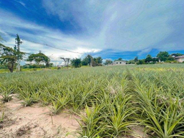 ใช่ ขายที่ดินสวย 25 ไร่เศษ อ.นิคมพ้ฒนา จ.ระยอง  ทำบ้านจัดสรรขาย ทำเลดีมาก รูปที่ 4