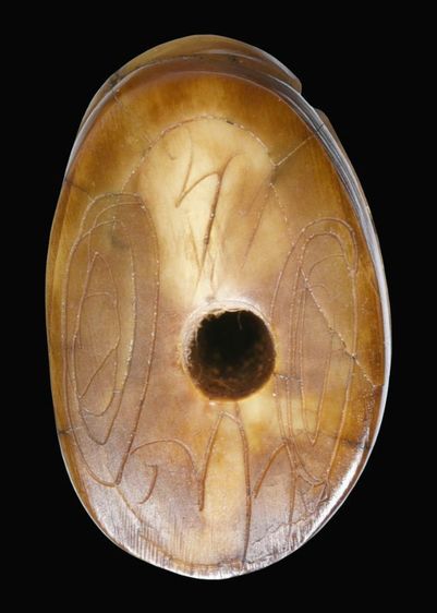 สวยสุด 🌟🌟🌟 เครื่องรางของขลัง 💡 เสือหลวงพ่อปาน วัดคลองด่าน ขนาด 1.2  คูณ 1.8 ซม. จารครบเต็มสูตร รูปที่ 2