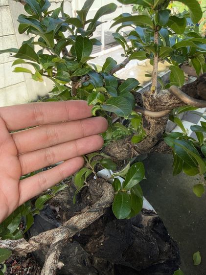 บอนไซตะโก รูปที่ 18