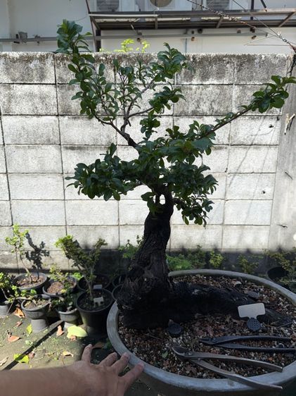 บอนไซตะโก รูปที่ 17