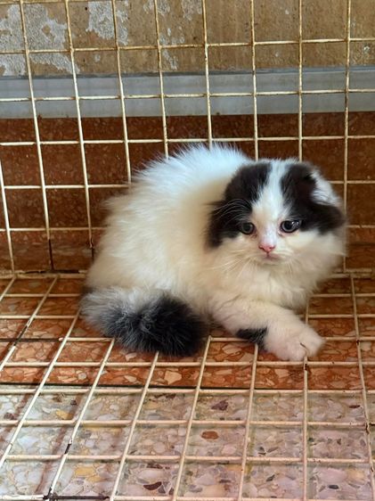 สก็อตติชโฟลด์