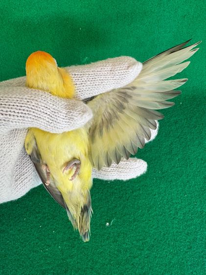 นกแก้วเลิฟเบิร์ด รูปที่ 3