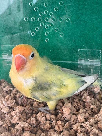 นกแก้วเลิฟเบิร์ด รูปที่ 7