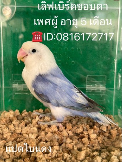 นกแก้วเลิฟเบิร์ด รูปที่ 8