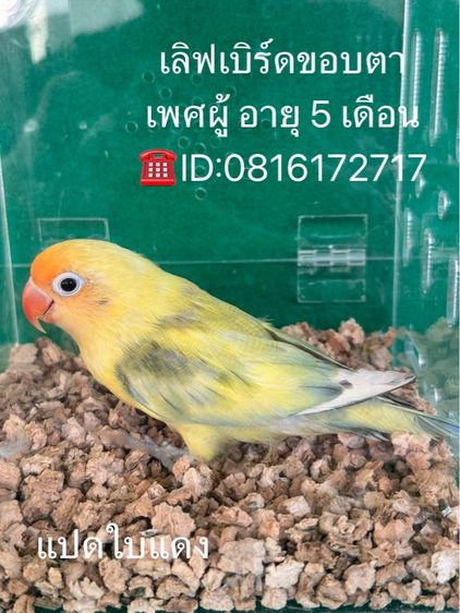 นกแก้วเลิฟเบิร์ด