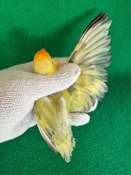 นกแก้วเลิฟเบิร์ด รูปที่ 2