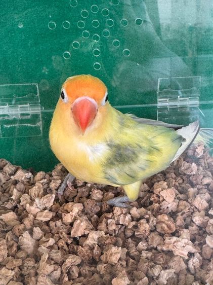 นกแก้วเลิฟเบิร์ด รูปที่ 6