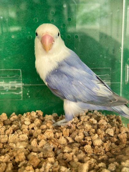 นกแก้วเลิฟเบิร์ด รูปที่ 11