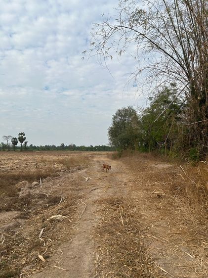 ใช่ ที่ดินอู่ทอง สุพรรณบุรี ติดทางหลวงแผ่นดิน รูปที่ 2