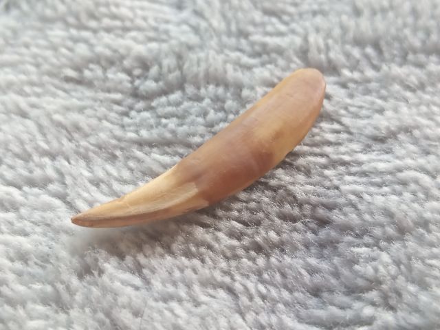 เครื่องรางไม่ทราบชนิด รูปที่ 4