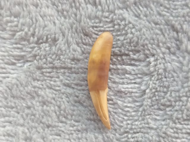 เครื่องรางไม่ทราบชนิด