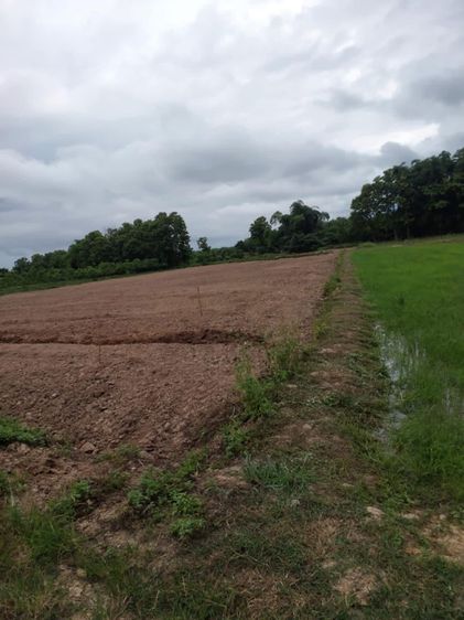 ไม่ใช่ ขายที่ดิน วิวดี ปลูกบ้านกลางทุ่งนาได้เอกสารโฉนด พื้นที่ 4.0.96 ไร่  พิกัดบ้านตอง ต ครึ่ง อ เชียงของ รูปที่ 3