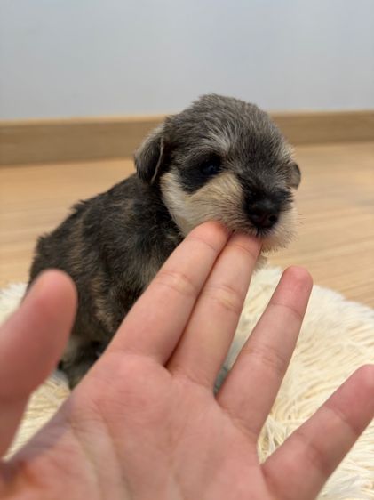 ลูกหมา miniature schnauzer ตัวเมีย รูปที่ 3