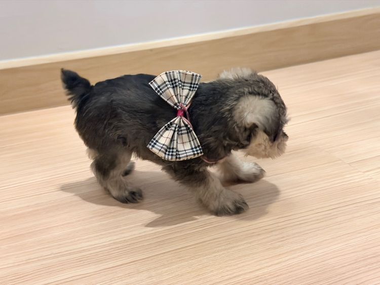 ลูกหมา miniature schnauzer ตัวเมีย รูปที่ 4