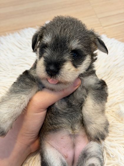 อื่นๆ เล็ก ลูกหมา miniature schnauzer ตัวเมีย
