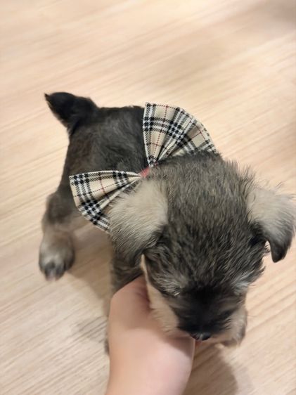 ลูกหมา miniature schnauzer ตัวเมีย รูปที่ 5