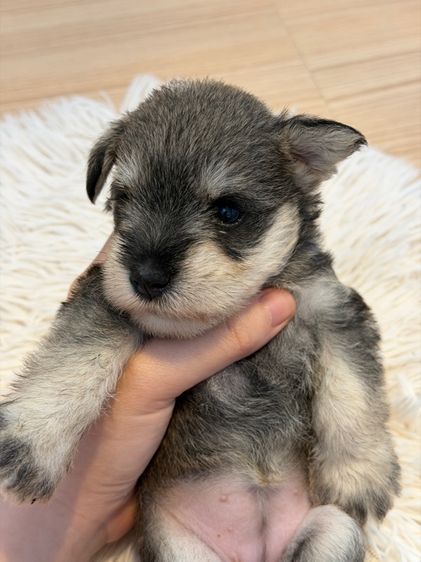 ลูกหมา miniature schnauzer ตัวเมีย รูปที่ 2
