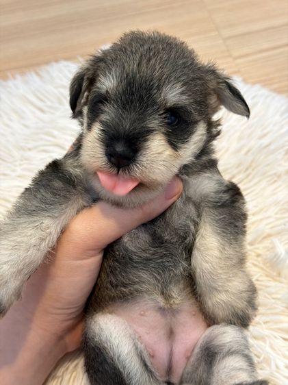 ลูกหมา miniature schnauzer ตัวเมีย รูปที่ 7