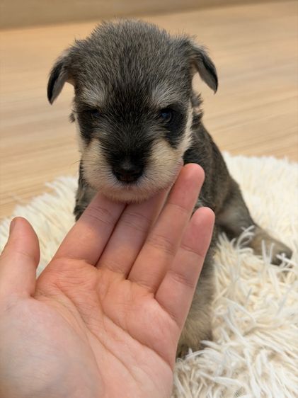 ลูกหมา miniature schnauzer ตัวเมีย รูปที่ 6