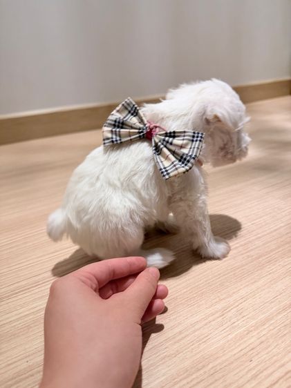 ลูกหมา miniature schnauzer สีขาว เพศเมีย รูปที่ 9