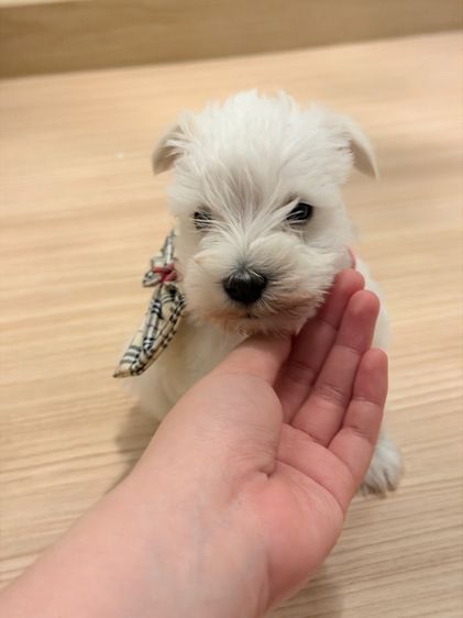 ลูกหมา miniature schnauzer สีขาว เพศเมีย รูปที่ 4
