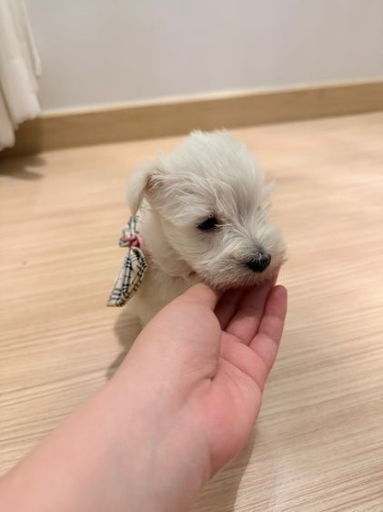 ลูกหมา miniature schnauzer สีขาว เพศเมีย รูปที่ 8