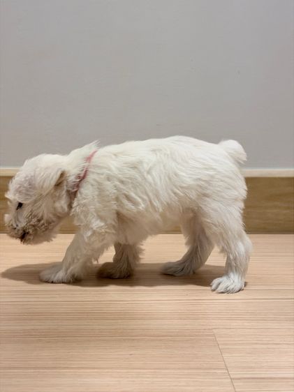 ลูกหมา miniature schnauzer สีขาว เพศเมีย รูปที่ 5