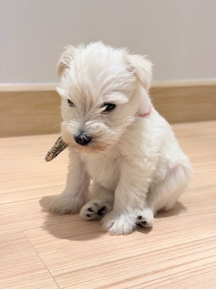 ลูกหมา miniature schnauzer สีขาว เพศเมีย รูปที่ 2