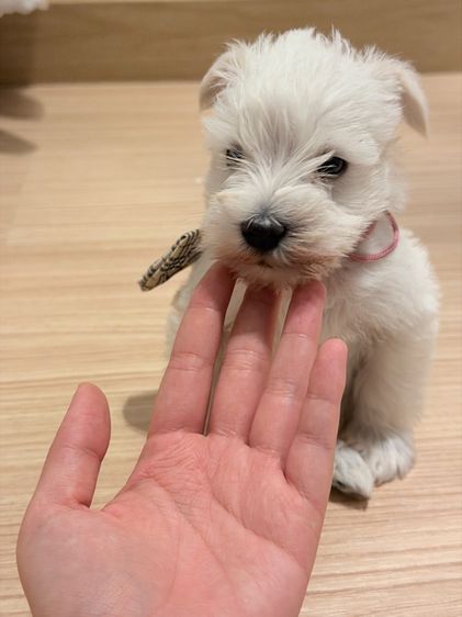ลูกหมา miniature schnauzer สีขาว เพศเมีย รูปที่ 3