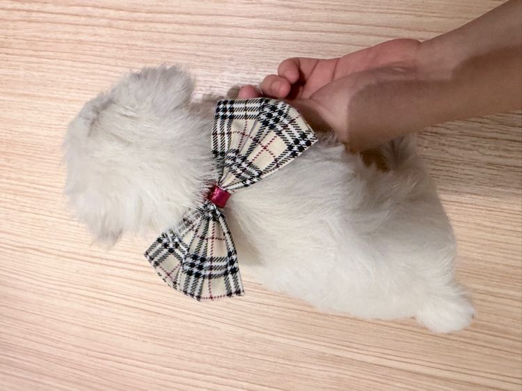 ลูกหมา miniature schnauzer สีขาว เพศเมีย รูปที่ 10