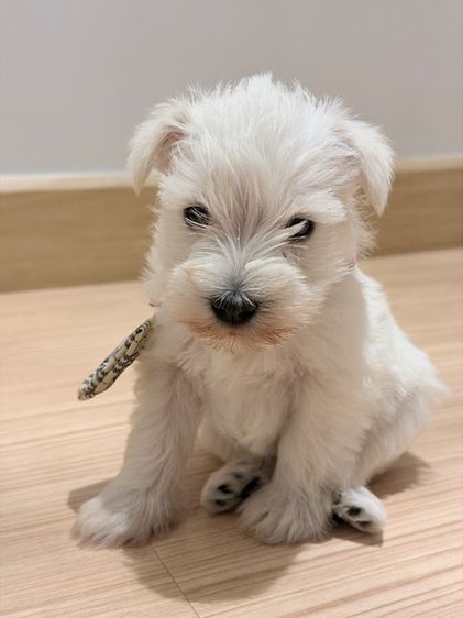 อื่นๆ เล็ก ลูกหมา miniature schnauzer สีขาว เพศเมีย