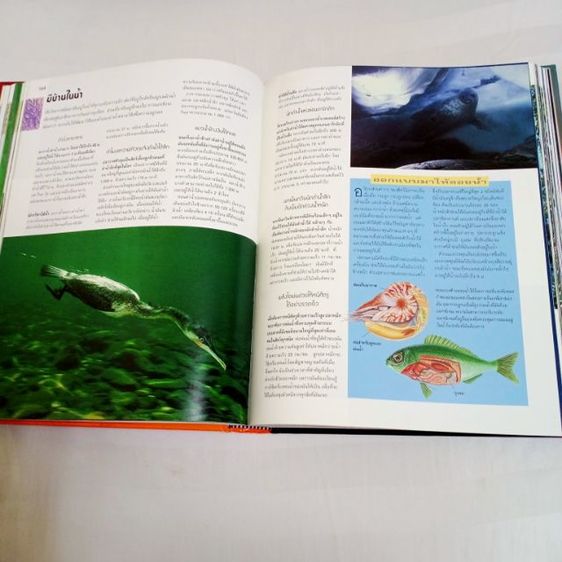 หนังสือ "1,000 มหัศจรรย์โลกธรรมชาติ" หนังสือปกแข็ง ใหม่เอี่ยม เหมาะกับการสะสม หรือใช้ค้นคว้า เด็กอ่านได้ ผู้ใหญ่อ่านดี ลดพิเศษมากกว่า 900บาท รูปที่ 9