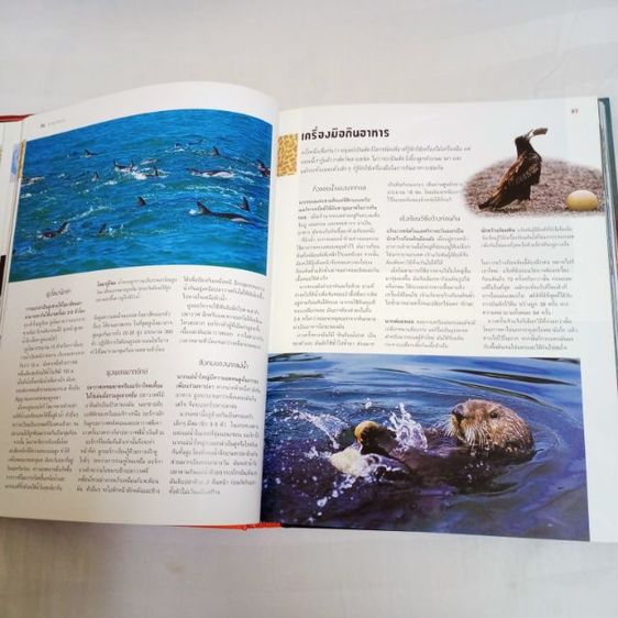 หนังสือ "1,000 มหัศจรรย์โลกธรรมชาติ" หนังสือปกแข็ง ใหม่เอี่ยม เหมาะกับการสะสม หรือใช้ค้นคว้า เด็กอ่านได้ ผู้ใหญ่อ่านดี ลดพิเศษมากกว่า 900บาท รูปที่ 8