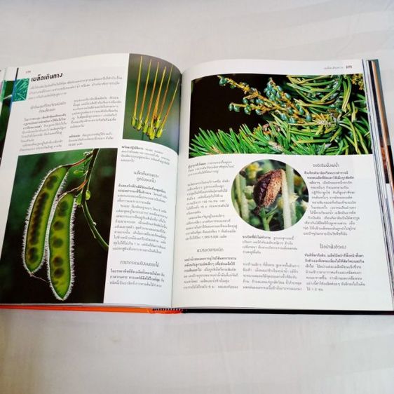 หนังสือ "1,000 มหัศจรรย์โลกธรรมชาติ" หนังสือปกแข็ง ใหม่เอี่ยม เหมาะกับการสะสม หรือใช้ค้นคว้า เด็กอ่านได้ ผู้ใหญ่อ่านดี ลดพิเศษมากกว่า 900บาท รูปที่ 13