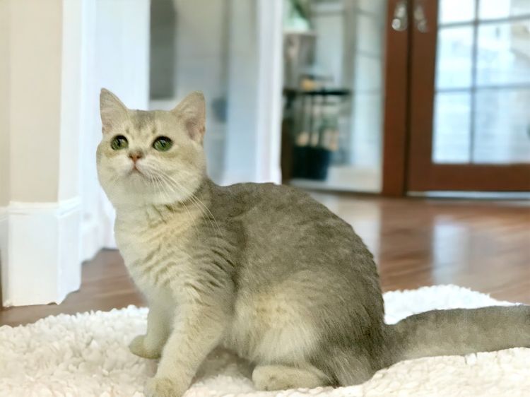 ลดประชากรบริติชเพศชาย รูปที่ 2