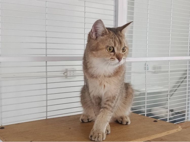 มันช์กิ้นบริติชเพศเมีย รูปที่ 2