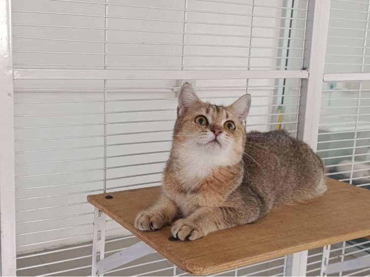 มันช์กิ้นบริติชเพศเมีย