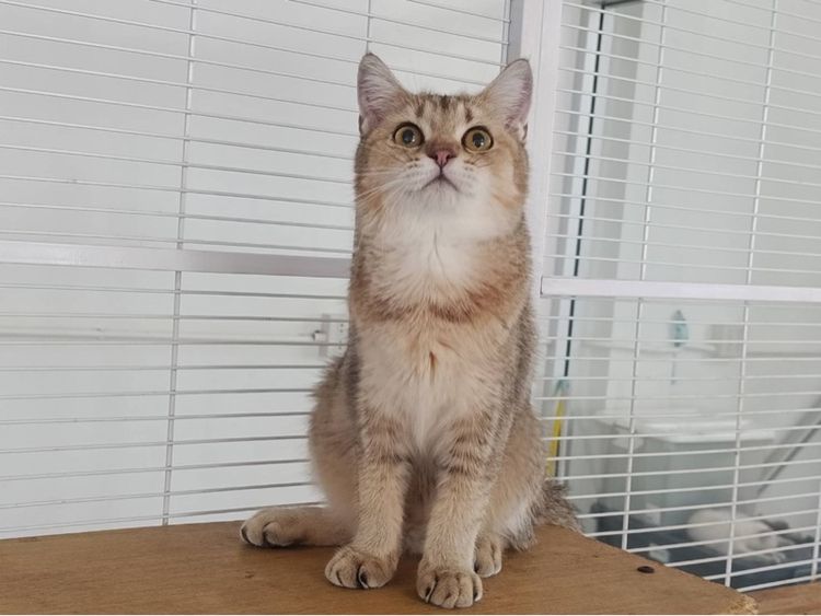 มันช์กิ้นบริติชเพศเมีย รูปที่ 4