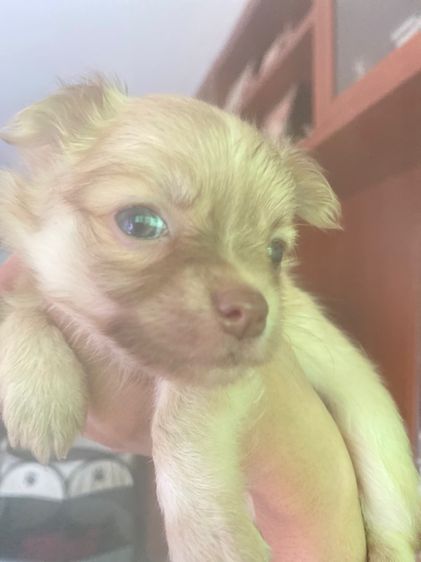 ชิวาว่าน้อย รูปที่ 10