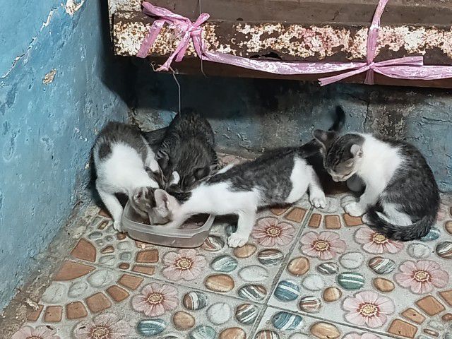 ลูกแมว  2 เดือน รูปที่ 9