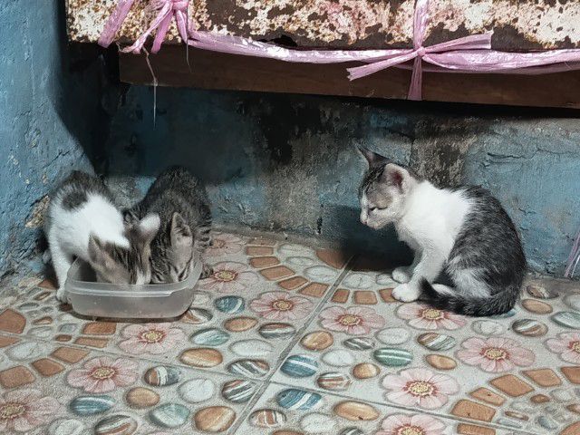 ลูกแมว  2 เดือน รูปที่ 8