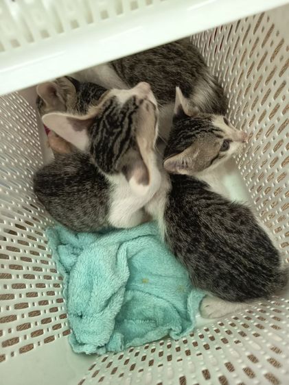 ลูกแมว  2 เดือน รูปที่ 12